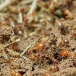 A quale temperatura le termiti muoiono? Scopri tutto ciò che devi sapere sulla loro sopravvivenza
