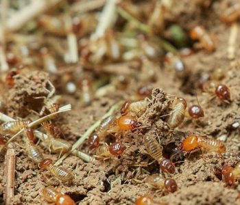 A quale temperatura le termiti muoiono? Scopri tutto ciò che devi sapere sulla loro sopravvivenza