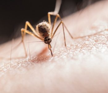 Quanto tempo ci vuole per installare una zanzariera