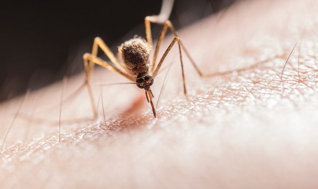 Quanto tempo ci vuole per installare una zanzariera